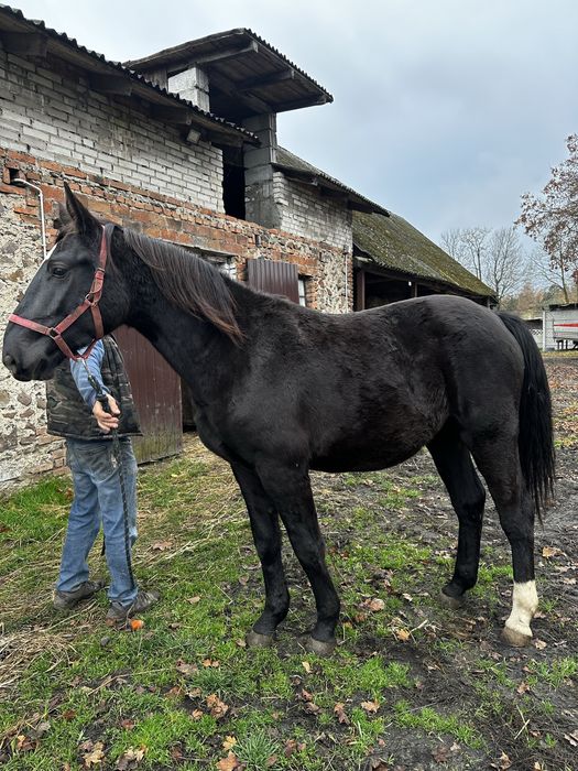 Klacz śląska 2,5 roku