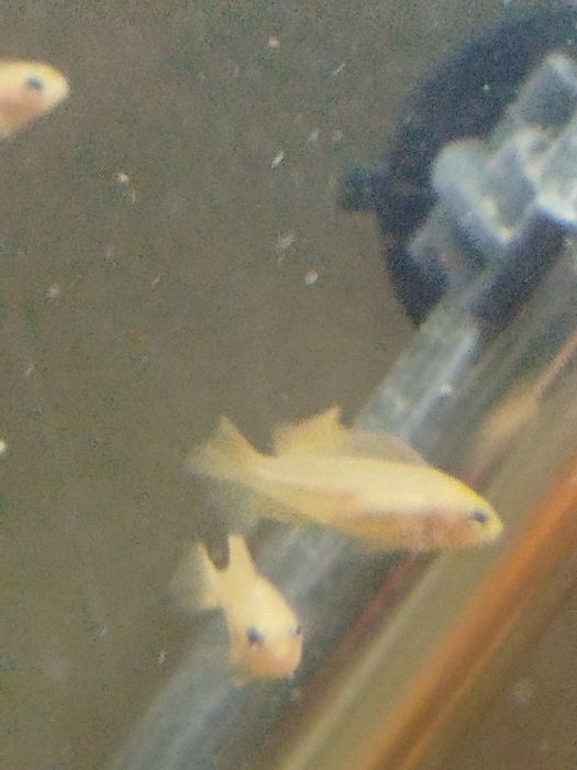 Crias de ciclídeos do lado maulay