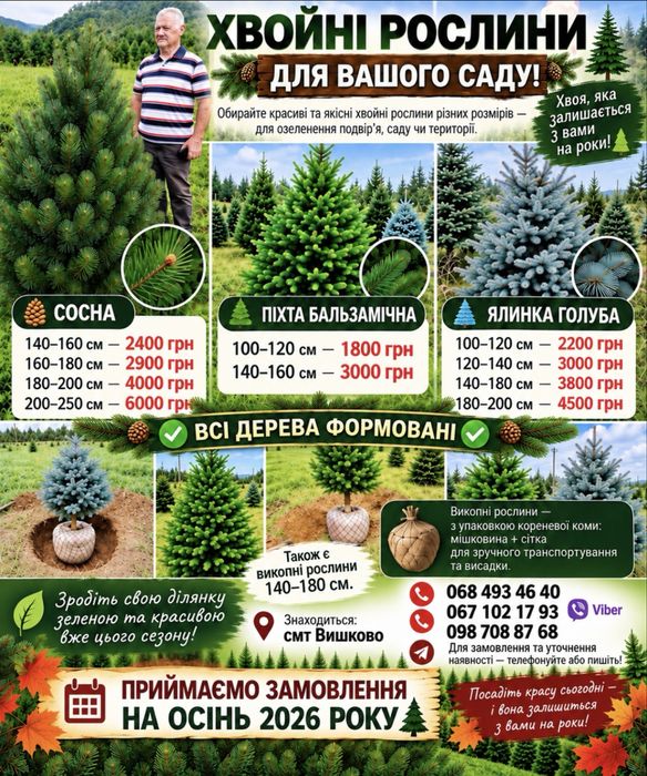 Хвойні рослини для вашого саду