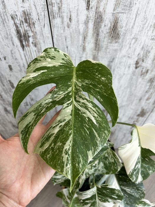 Vendo Monstera Albo Variegata