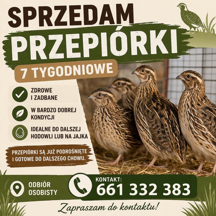 Przepiórki 7-tygodniowe