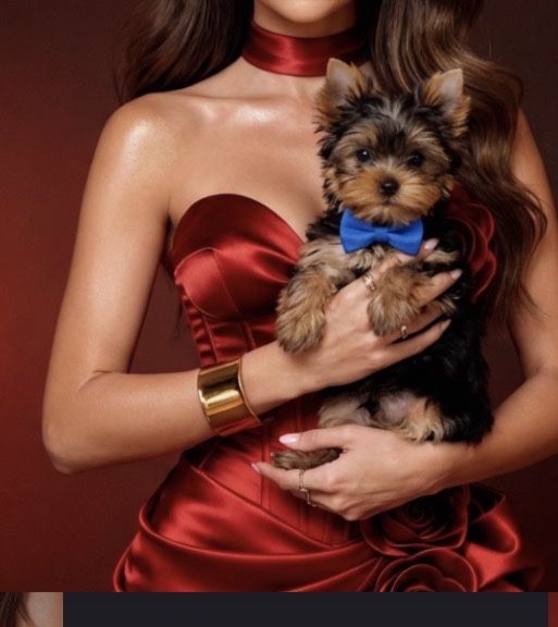 Йорк. Щенок. Продажа. Проф. питомник.