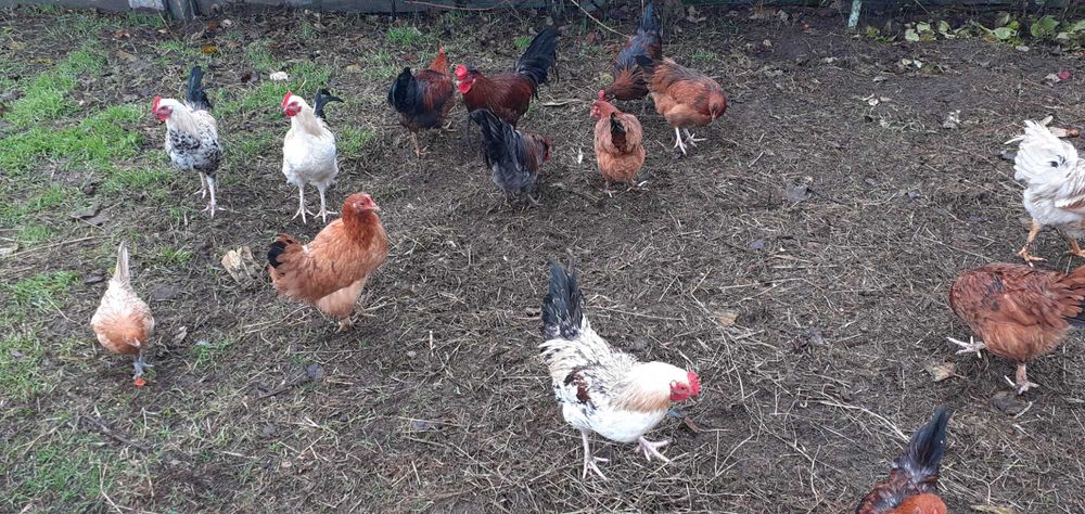 Koguty młode sprzedam