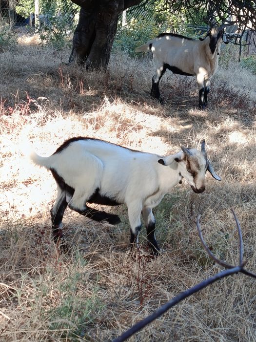 Cabrito macho serpentina
