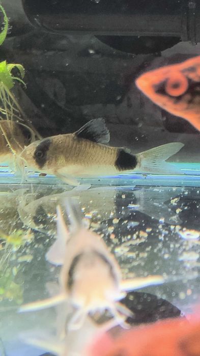 Sprzedam Kirysy panda