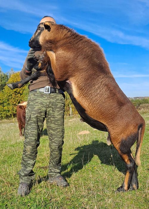 Tryki, barany, owce barbados. Czystorasowe. Transport