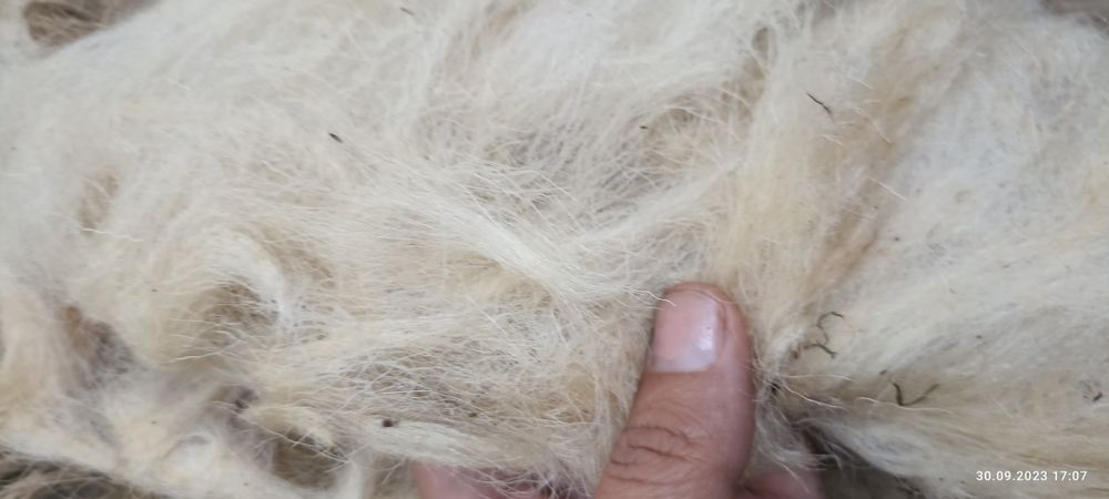 Продам вовну, шерсть з овець, не миту .