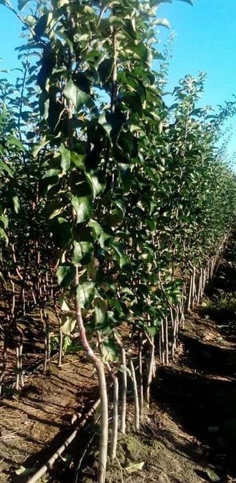 Саджанці яблуні в асортименті.