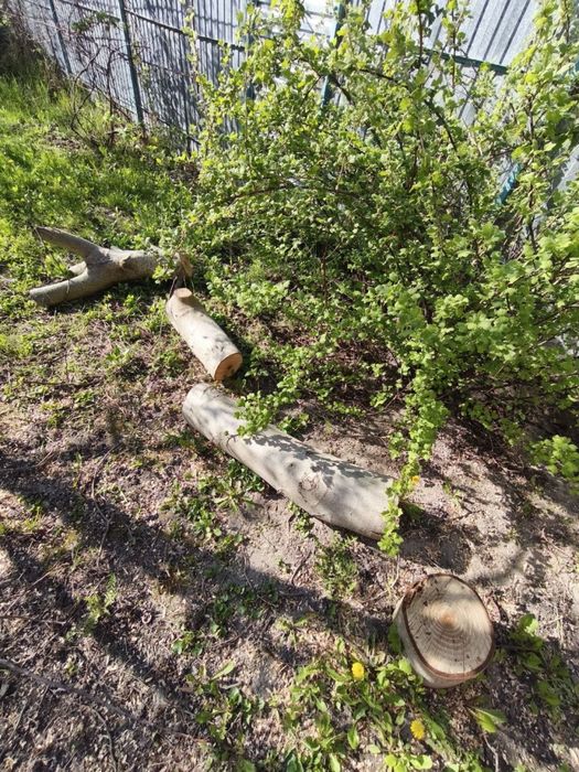 Гілки віддам безкоштовно