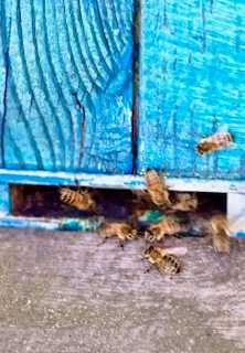 Sprzedam Rodziny Pszczele - możliwe z ulami