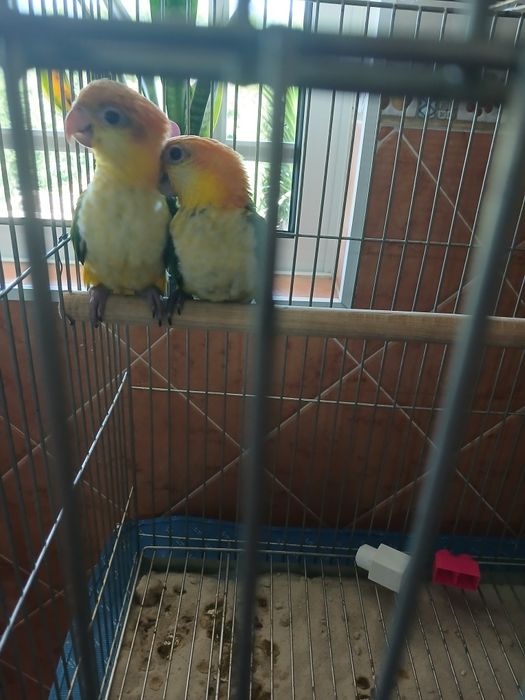 Marianinhas cabeça  amarela    criadas a mão
