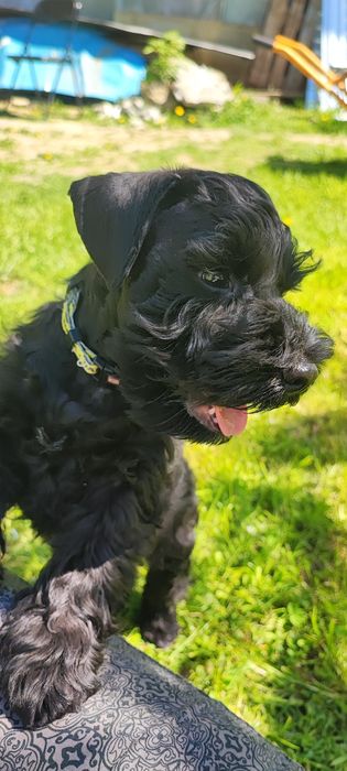 Чудо хлопчик цвергшнауцера