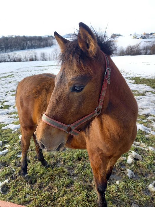 Wałach huculski, 1,5 roczny  Hucuł