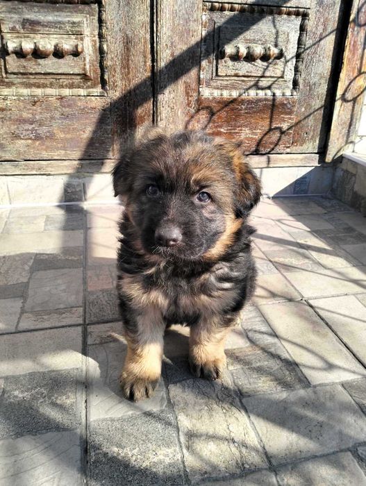 Німецька вівчарка