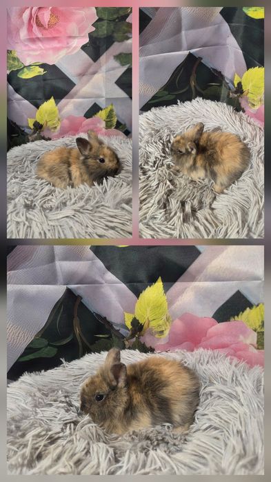 Karzełki Teddy Mini