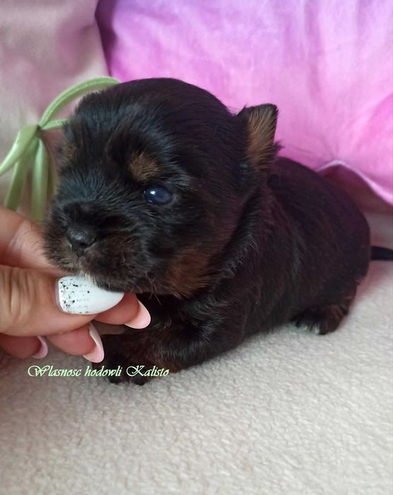 Yorkshire Terrier Piesek S Ciemny