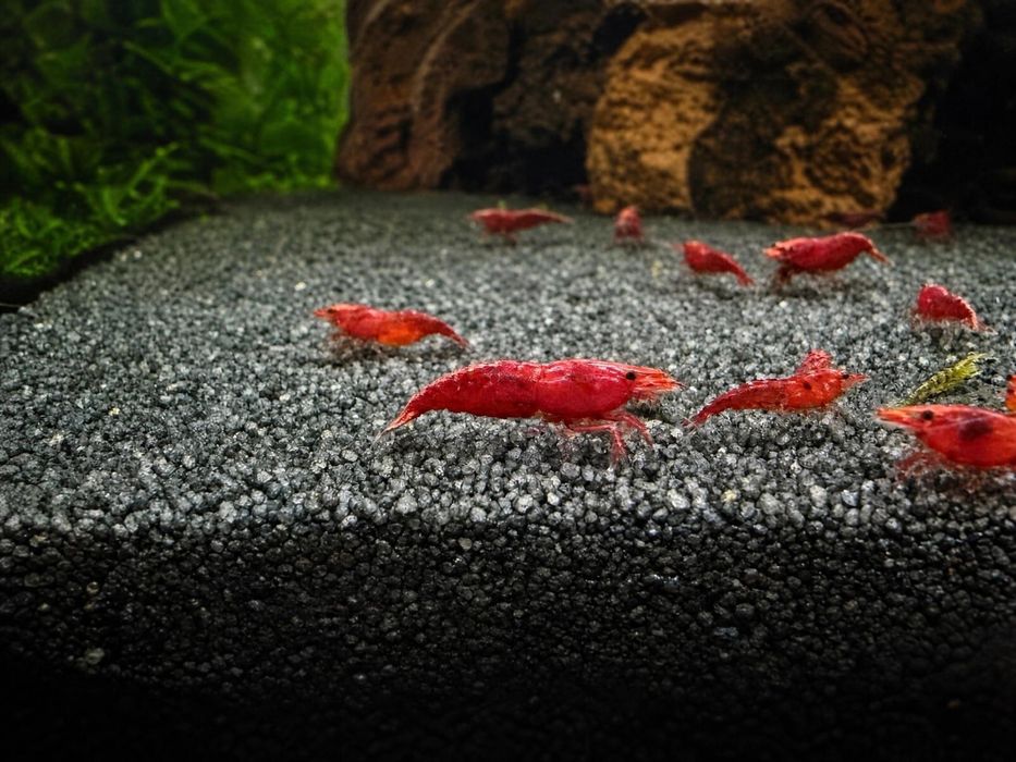 Neocaridina red