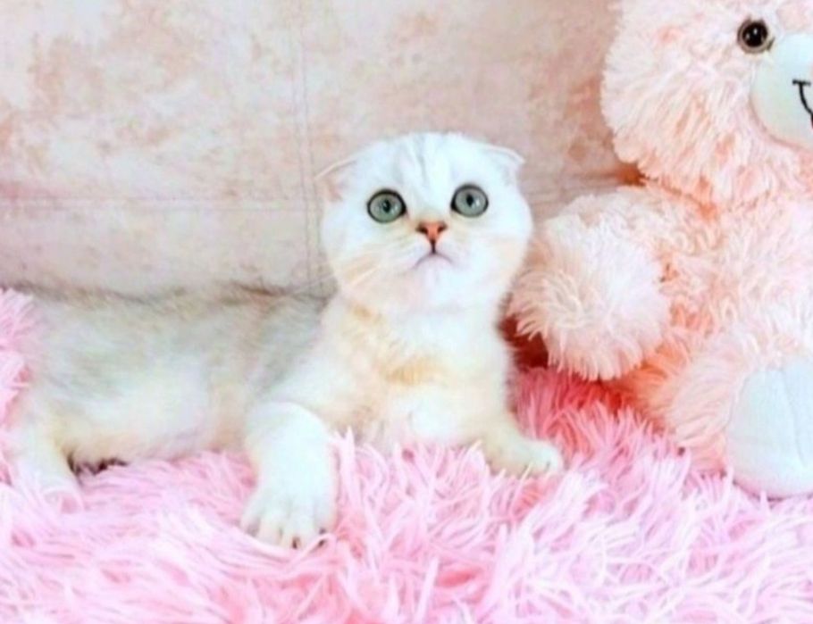 Надзвичайно ніжний і лагідний хлопчик Срібний шиншилка