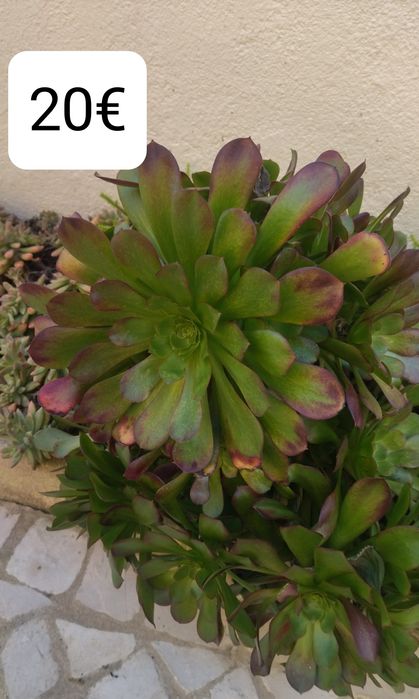 Aeonium  púrpura, interior e exterior