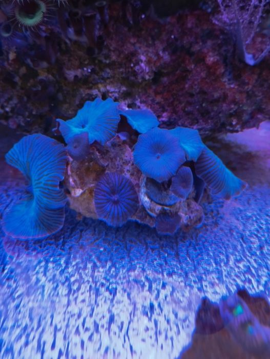 Koralowce, Discosoma niebieska.