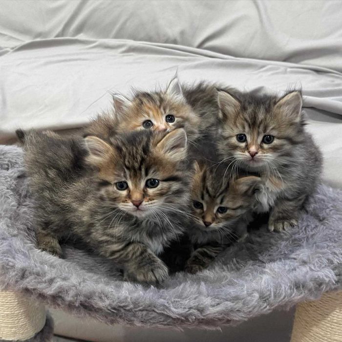Gatinhos siberianos para adoção