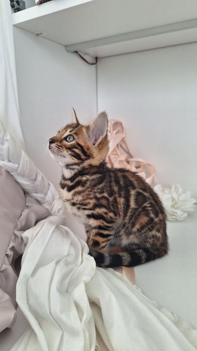 Шикарна золота дівчинка