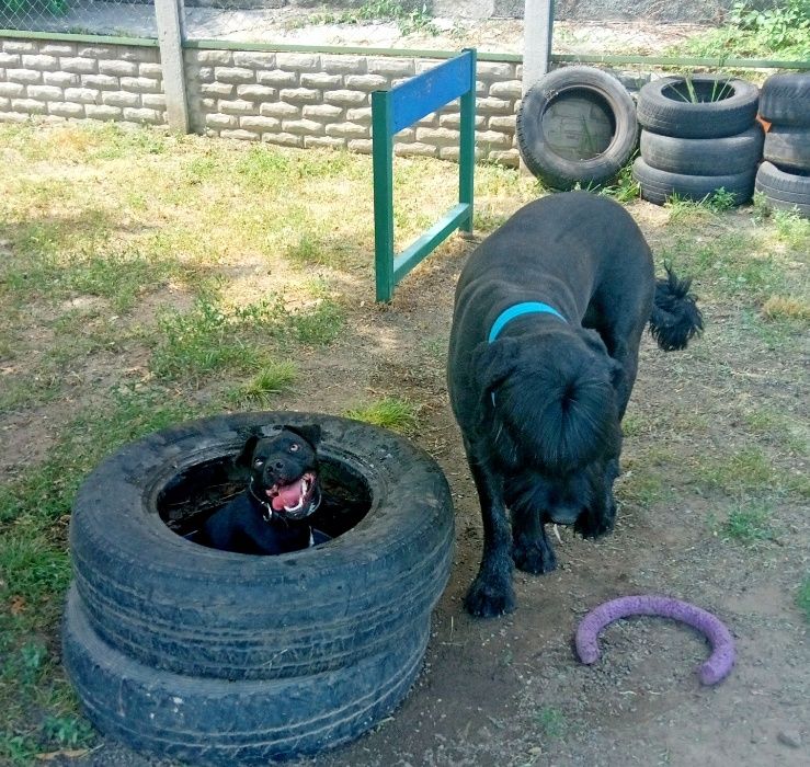 Дрессировка собак любых пород