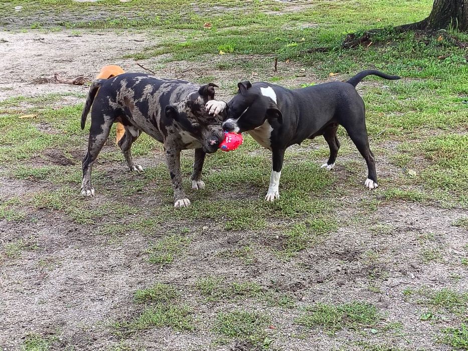 Gotowa do odbioru!!! Sunia Merle! American Staffordshire Terrier 2026 ***Złota Granda ***