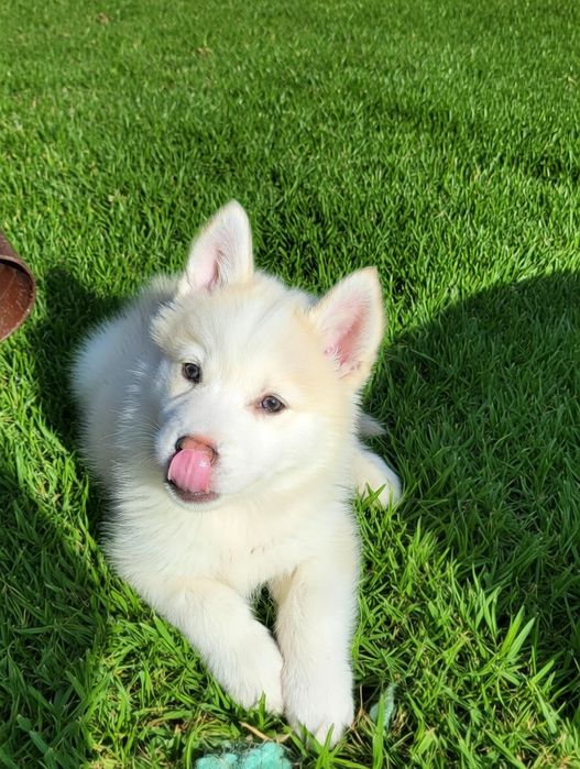 Шикарні  хасотульки