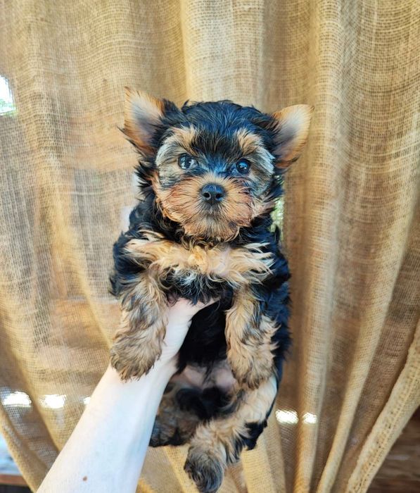 Бусинки Йорики Одесские