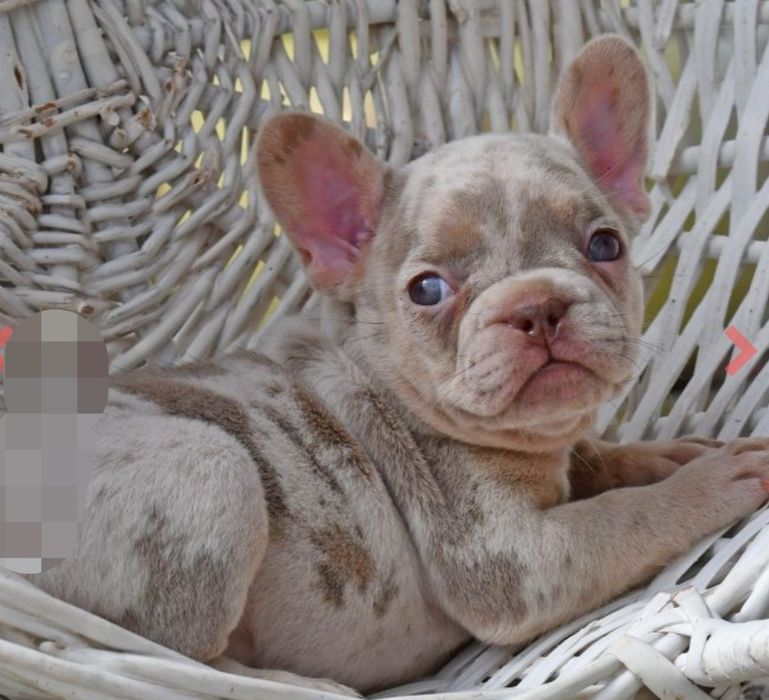 Дiвчинка француженка