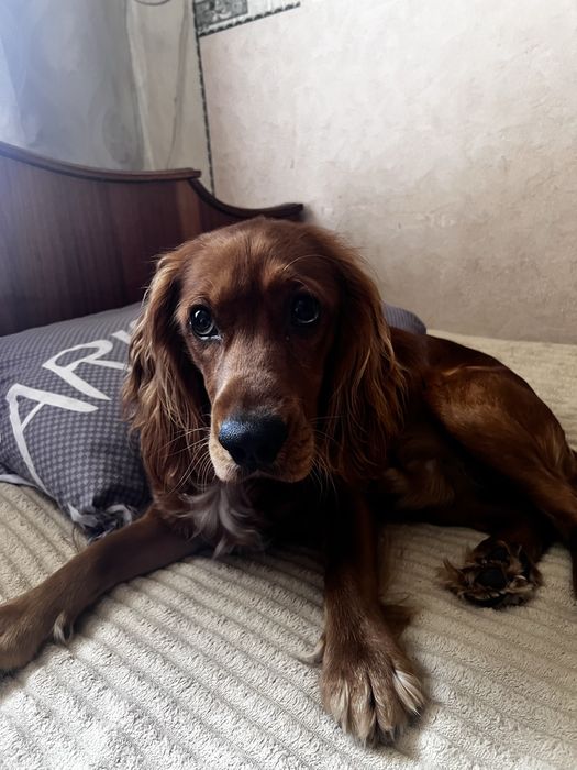 Продам собаку Спаниэль