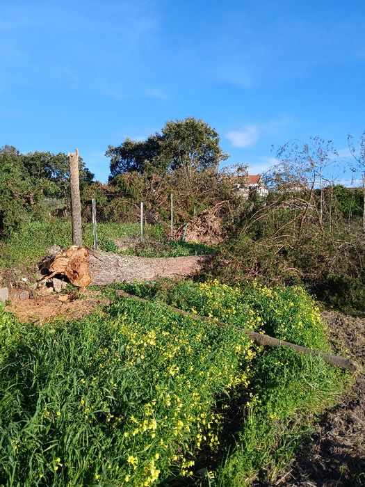 roda / rodela de madeira de cedro