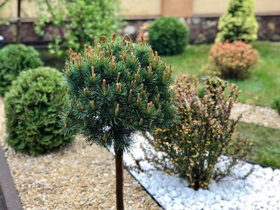 Галька грецька біла Тасос