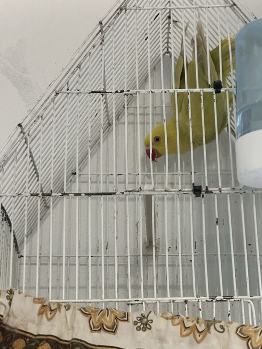 Vendo ring neck e caturra