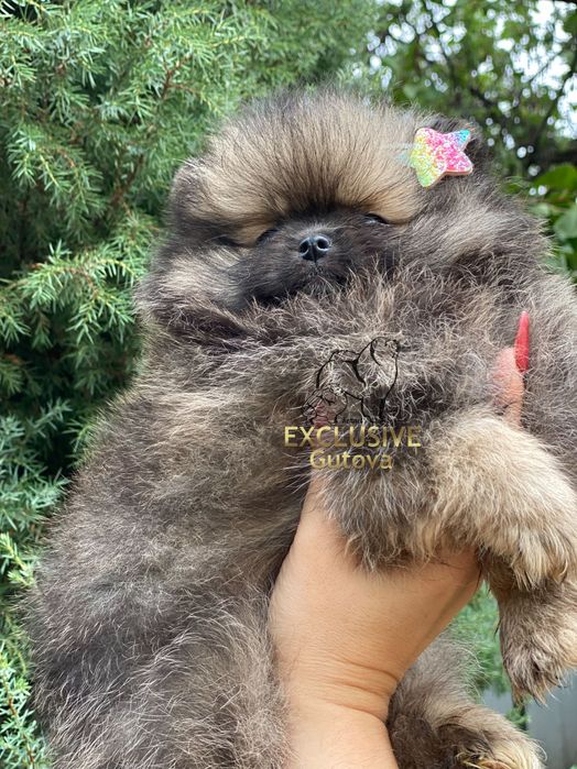 Exclusive Merle Teddy Bear Pomeranian