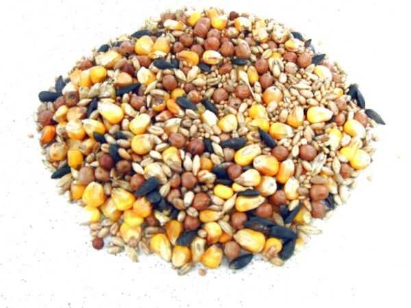 Pasza Gołąb dla gołębi Uniwersalna