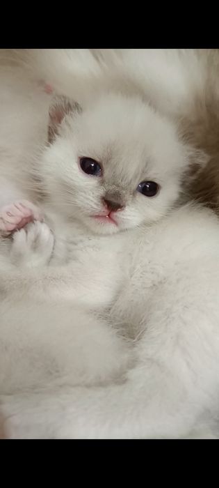 кошеня тайське  сіамське  котик