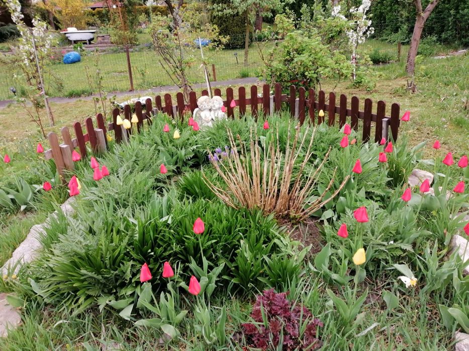 Ogródek działkowy Bytom  ROD WINOGRAD 430m2