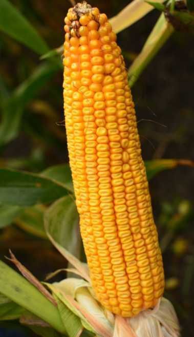 Nasiona kukurydzy na ziarno | Materiał Siewny | Promocja | KREDYT