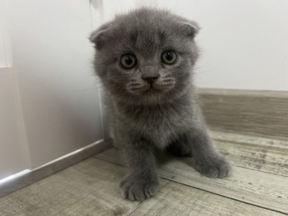 Котики висловухі