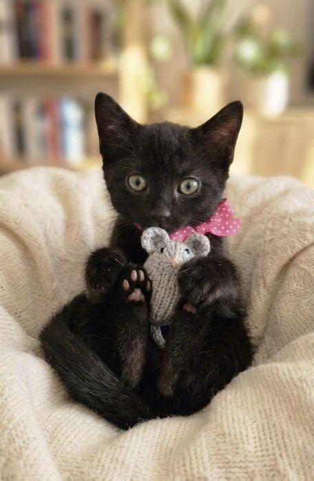 Gatinha bebé para Adoção