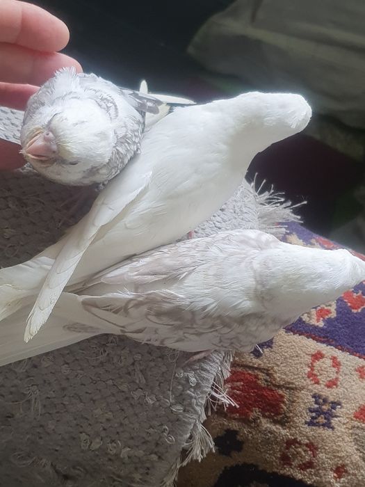 Caturras domesticadas só disponível  a branco