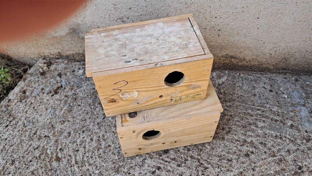 Ring necks para ceder