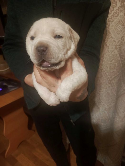 Щенки Кане корсо