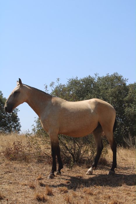 Egua  Baia 4 anos