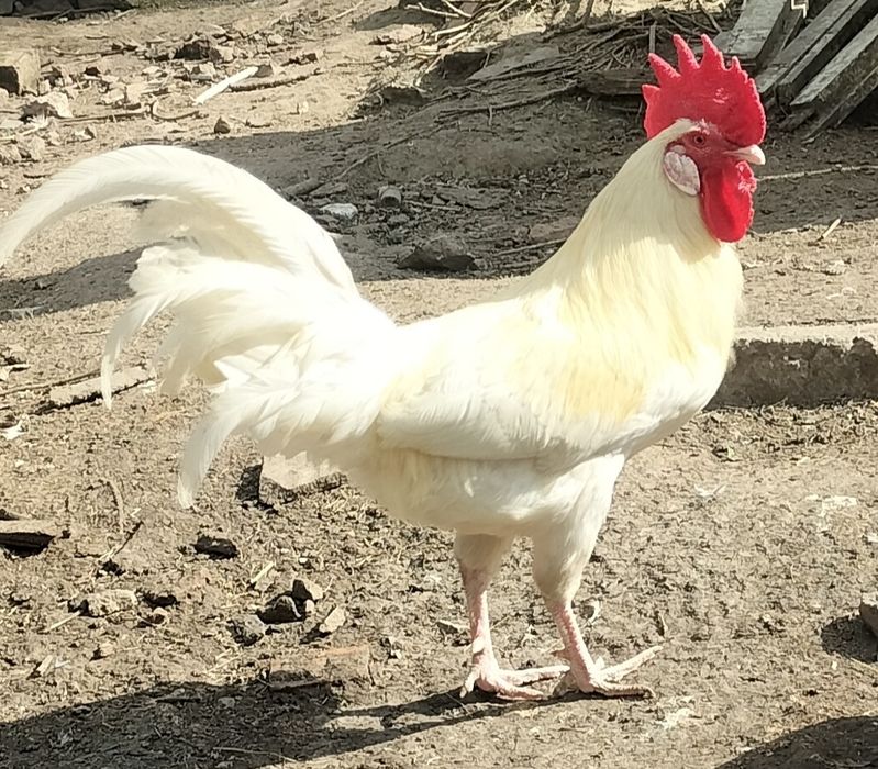 Sprzedam Koguty!