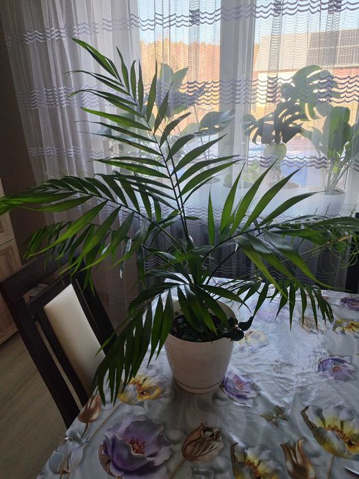 Palma kwiat doniczkowy