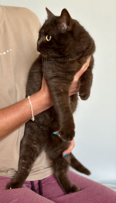 Kotka brytyjska czekoladowa FPL / FIFe