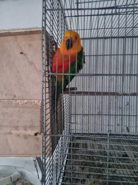 Aratinga Jandaya fêmea pronta a criar